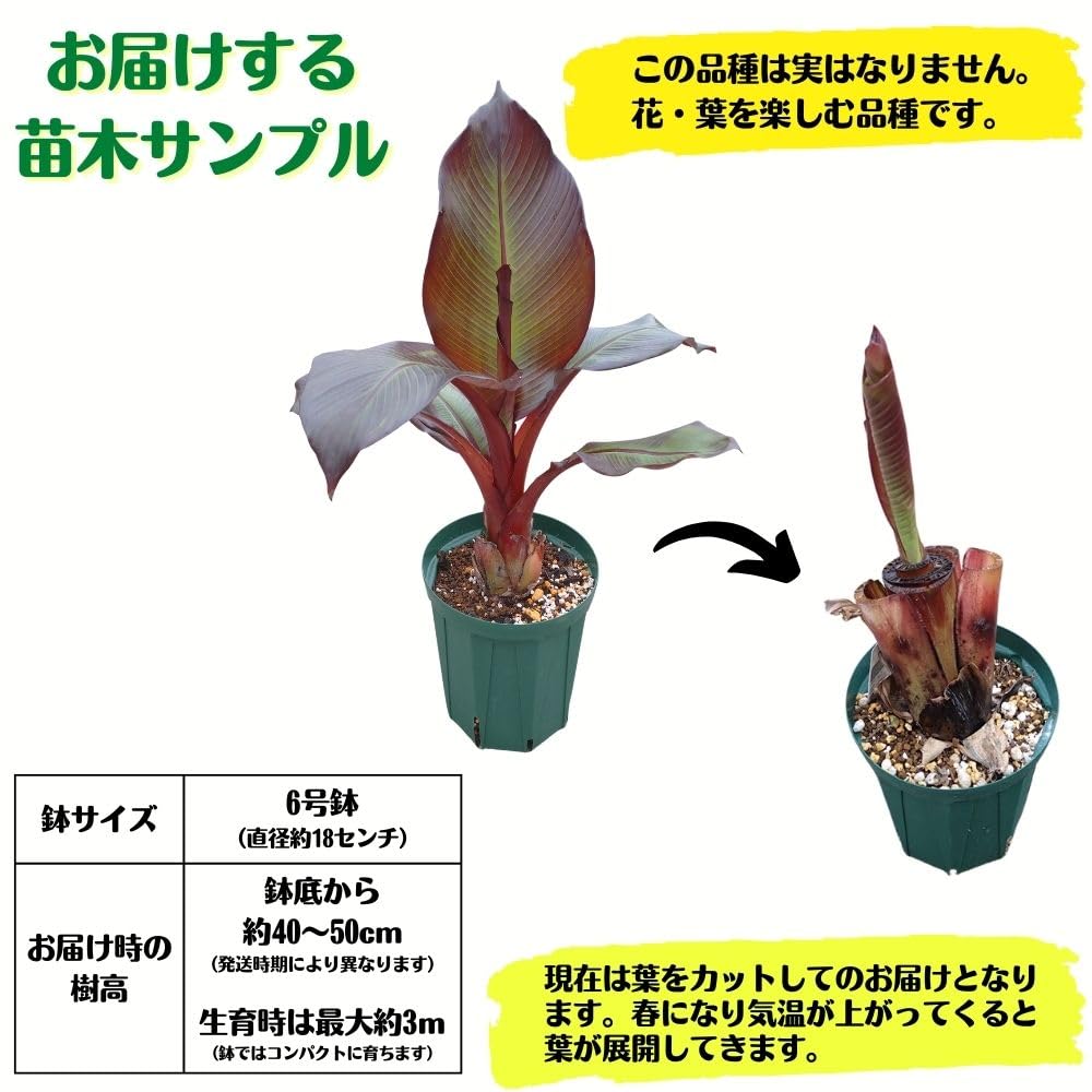 Amazon.co.jp: 耐寒性バナナ苗 エンセテ マウレリー 大苗 6号スリット