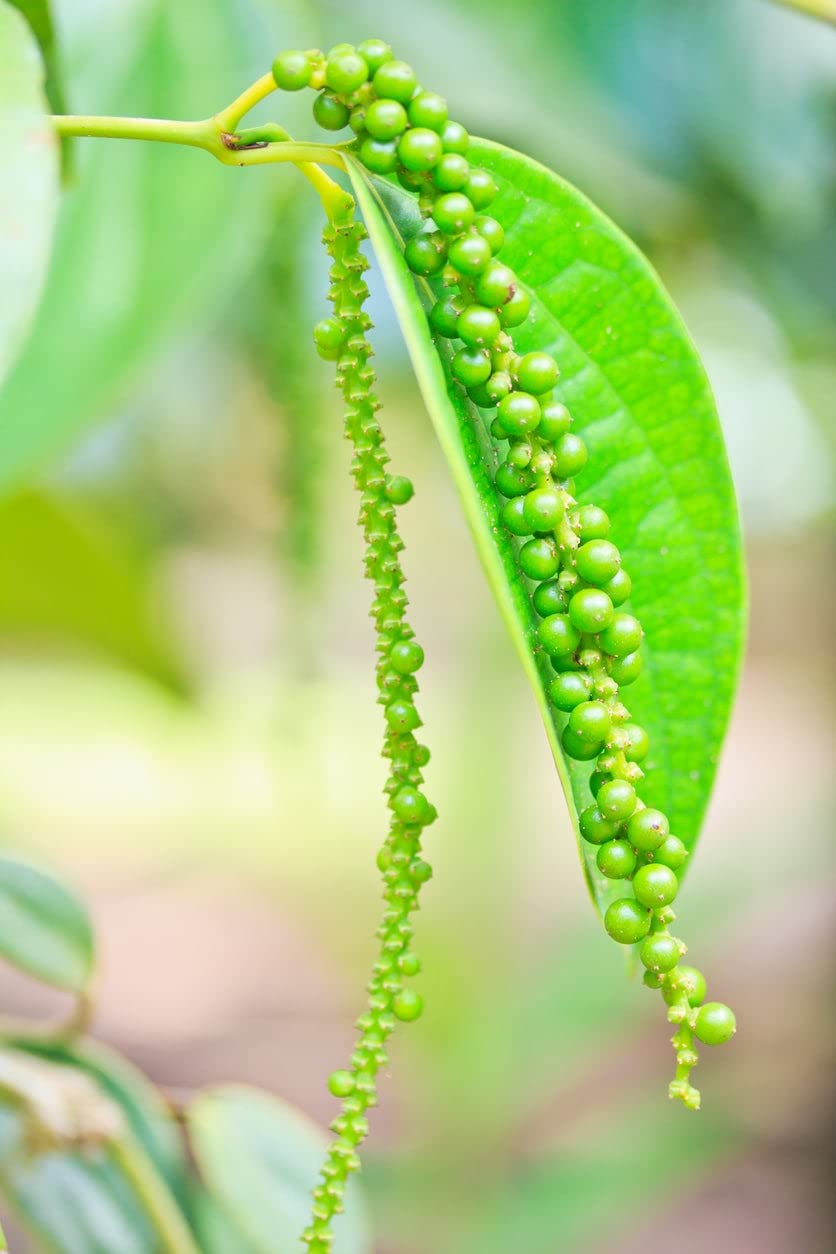 Black pepper tree live plant (1 live plant) (B0C5JWV421) Amazon Price History, Amazon Price Tracker