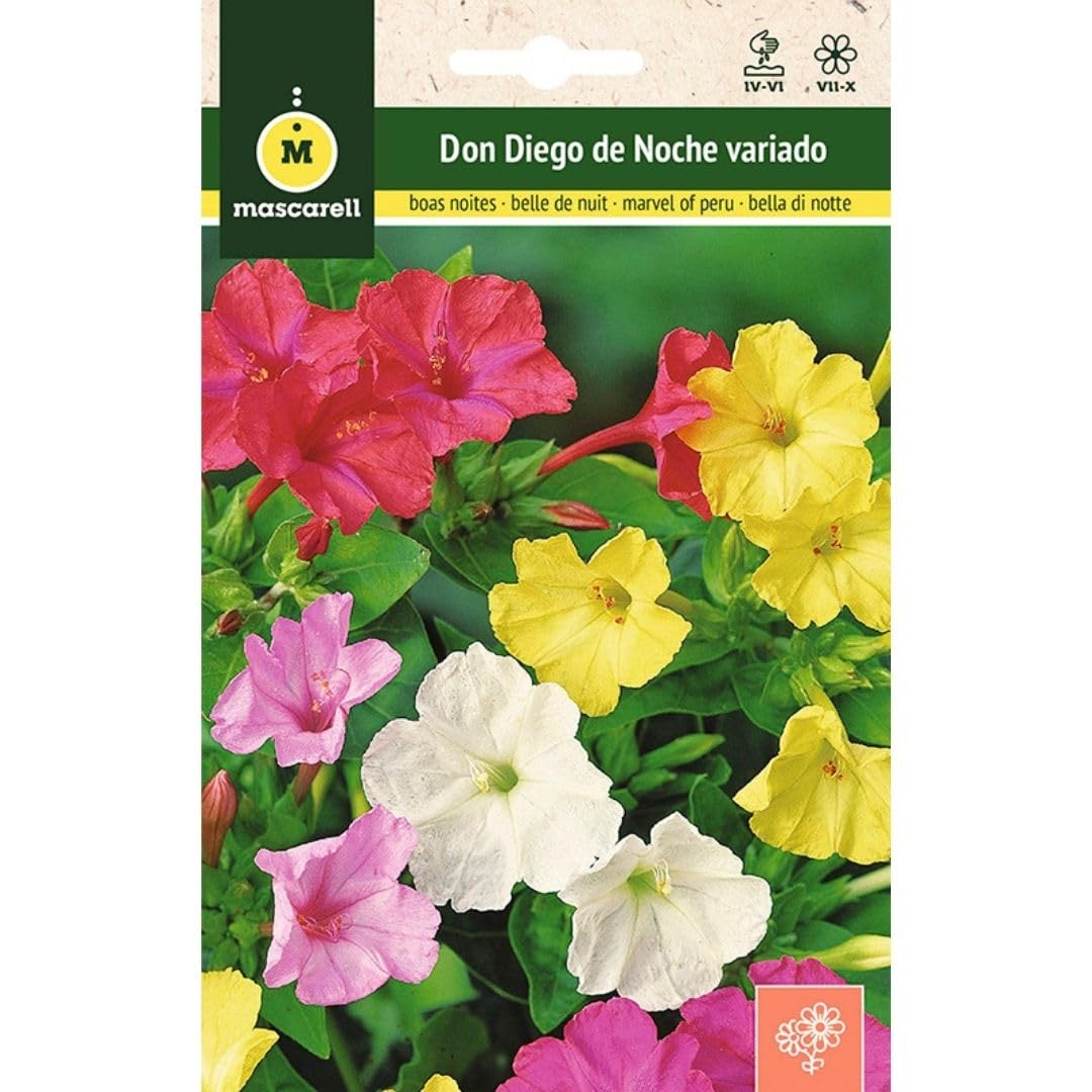 Mascarell Semillas, DON DIEGO DE NOCHE VARIADO, Semillas Flores Exterior para Decoración, 4 Gramos