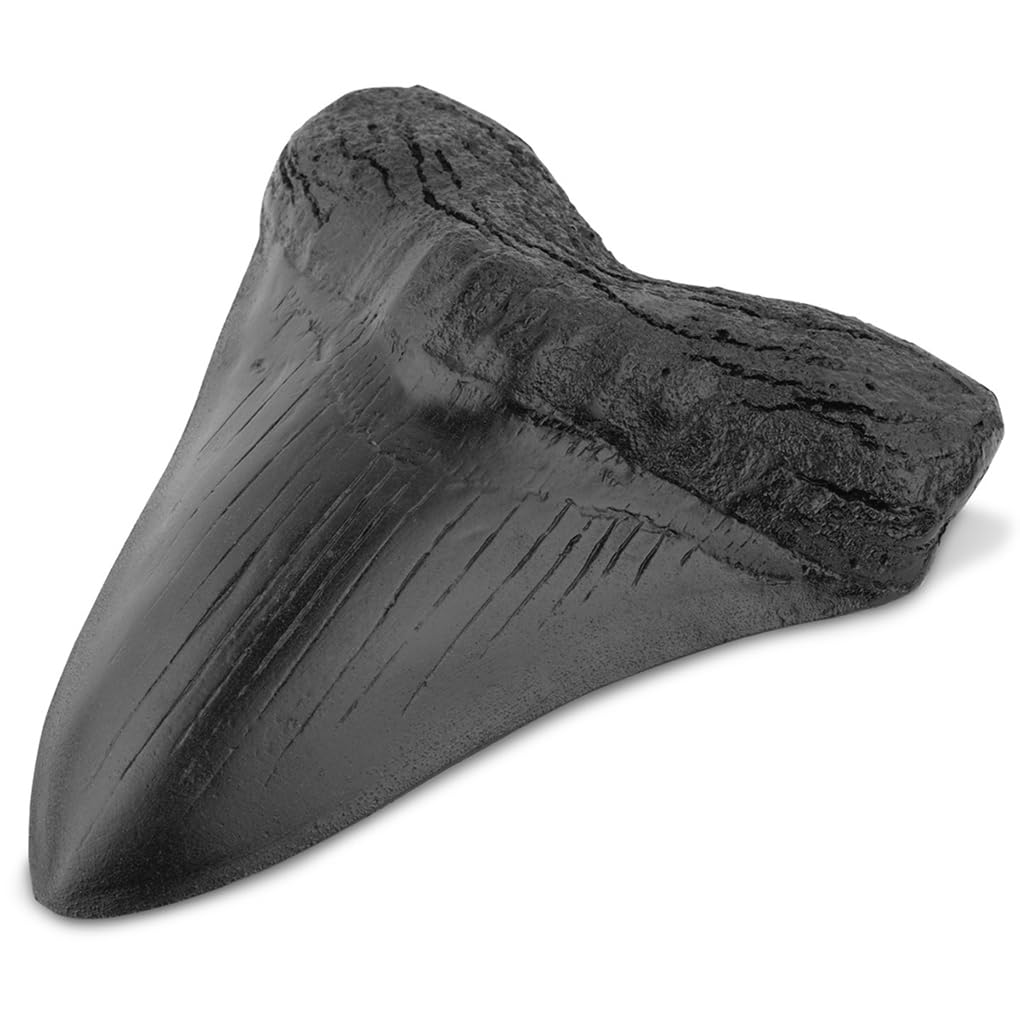 Qokliyui Black Resin Realistic In Shape Teaching Props Megalodon Tooth