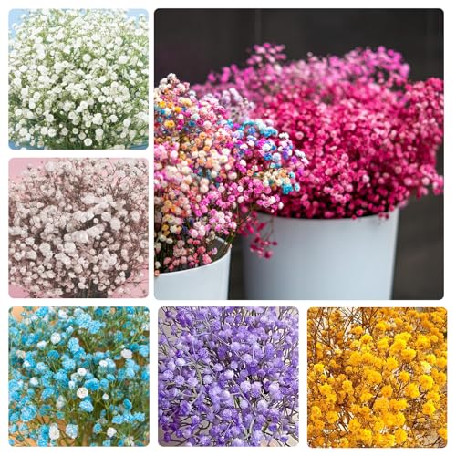 1100+ Mix Color Babys Breath Flower Seeds for Planting-Non-GMO Heirloom Plant Seeds Garden Outdoor