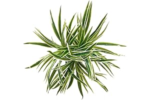 3 PCS Artificial Spider Leaves Plant Simulation Greenery Grass Faux Chlorophytum Orchid...