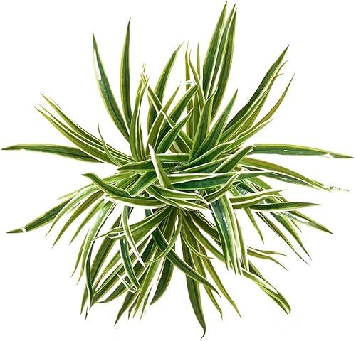 3 piezas de hojas de araña artificiales, simulación de plantas, hierba, clorofito, orquídea, arbusto para interiores y exteriores, decoración del