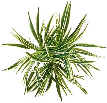 3 PCS Artificial Spider Leaves Plant Simulation Greenery Grass Faux Chlorophytum Orchid Bush Indoor Outdoor Home Garden Office Decoration, Green With White