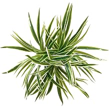 3 PCS Artificial Spider Leaves Plant Simulation Greenery Grass Faux Chlorophytum Orchid Bush Indoor Outdoor Home Garden Office Decoration, Green With White