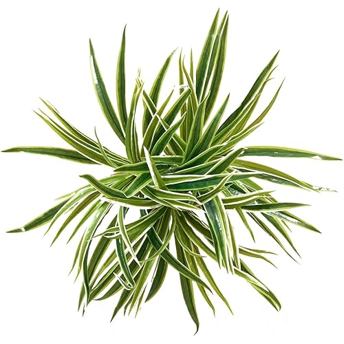 3 PCS Artificial Spider Leaves Plant Simulation Greenery Grass Faux Chlorophytum Orchid Bush Indoor Outdoor Home Garden Office Decoration
