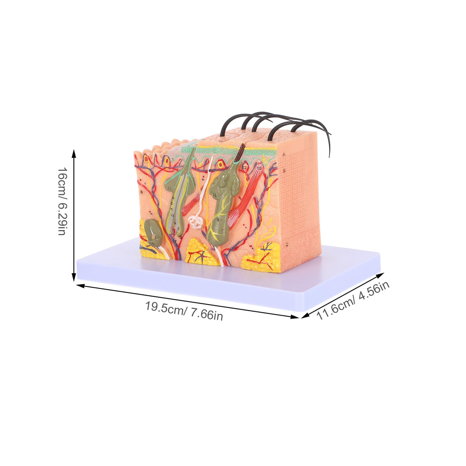 Gatuida Modello di Pelle Umana Ingrandito 35X per Insegnamento Anatomico Modello Didattico di Struttura Cutanea per Aula e Laboratorio Anatomico Scientifico per Studio Medico e