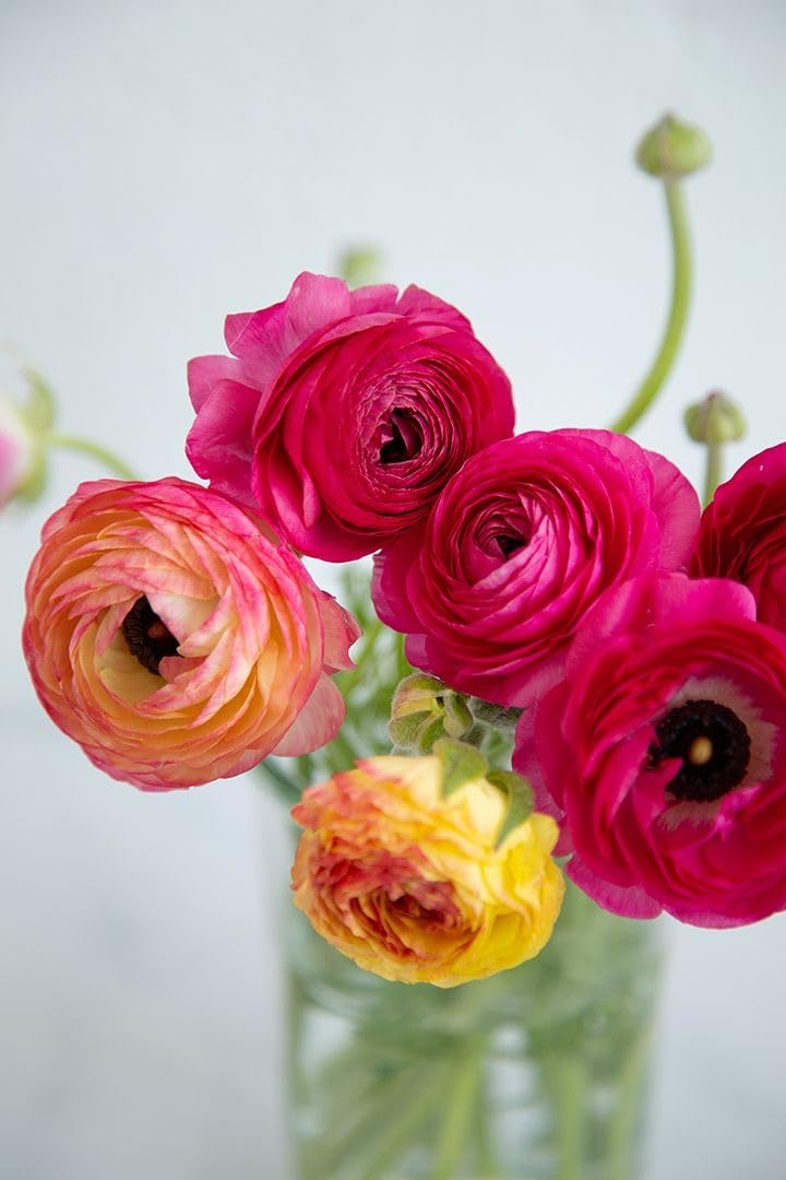 Radha Krishna Agriculture® Imported Holland vearty Ranunculus Flower Bulbs for home and Gardening Pack of 4 bulbs (pink shade) (B0D6WHZ46D) Amazon Price History, Amazon Price Tracker