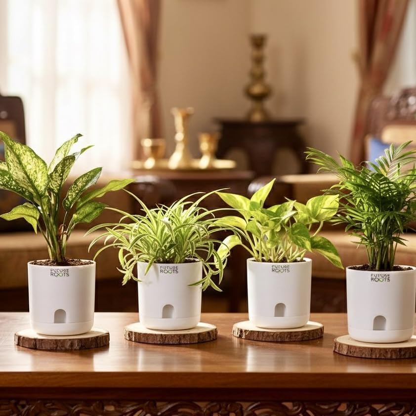 Future Roots Air Purifying Live Plants Combo of 4 - Areca Palm Plant | Money Plant | Spider Plant | Snow White Aglaonema | Low Maintenance Beginner Friendly Indoor Plants for Living Room, Office-image-10