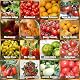 Tomatensamen Prademir Set mit 16 alten und seltenen Sorten