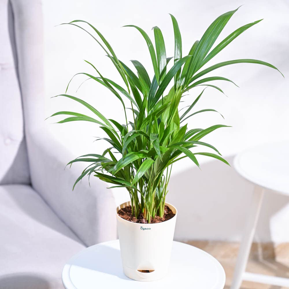 Ugaoo Areca Palm Air Purifier Natural Live Plant-image-34