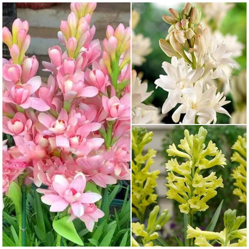 Rajanigandha or Tuberose Flower Bulb (Pack of 20 Multicolour bulbs)-image-33