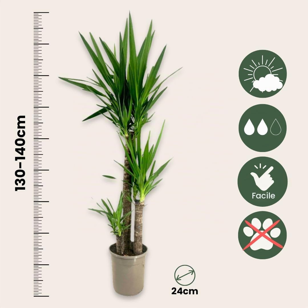 Plant in a Box - Tronchetto della felicità - Yucca elephantipes - Altezza 130-140cm - ⌀24cm
