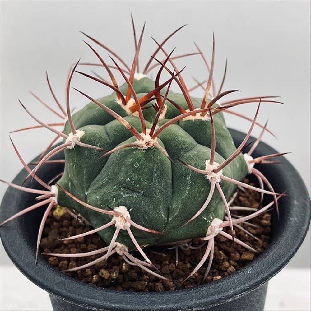 Amazon.co.jp: ギムノカリキウム 天賜玉 S : ホーム＆キッチン