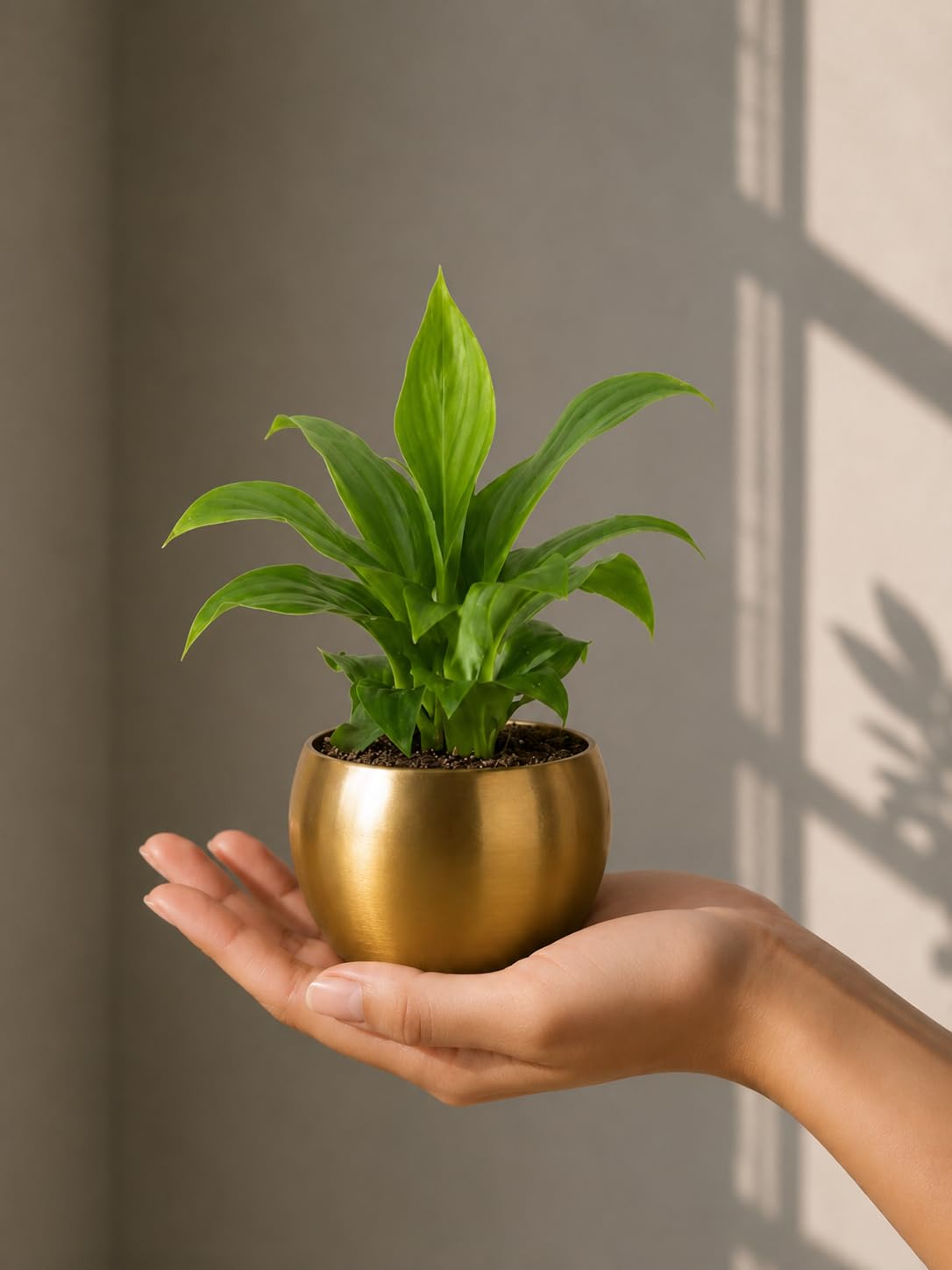 FNP Live Peace Lily Plant in Gold Hammered Pot | Air-Purifying Flowering Plant | Low-Light Indoor Plant | Elegant & Calming Home Décor-picture-30