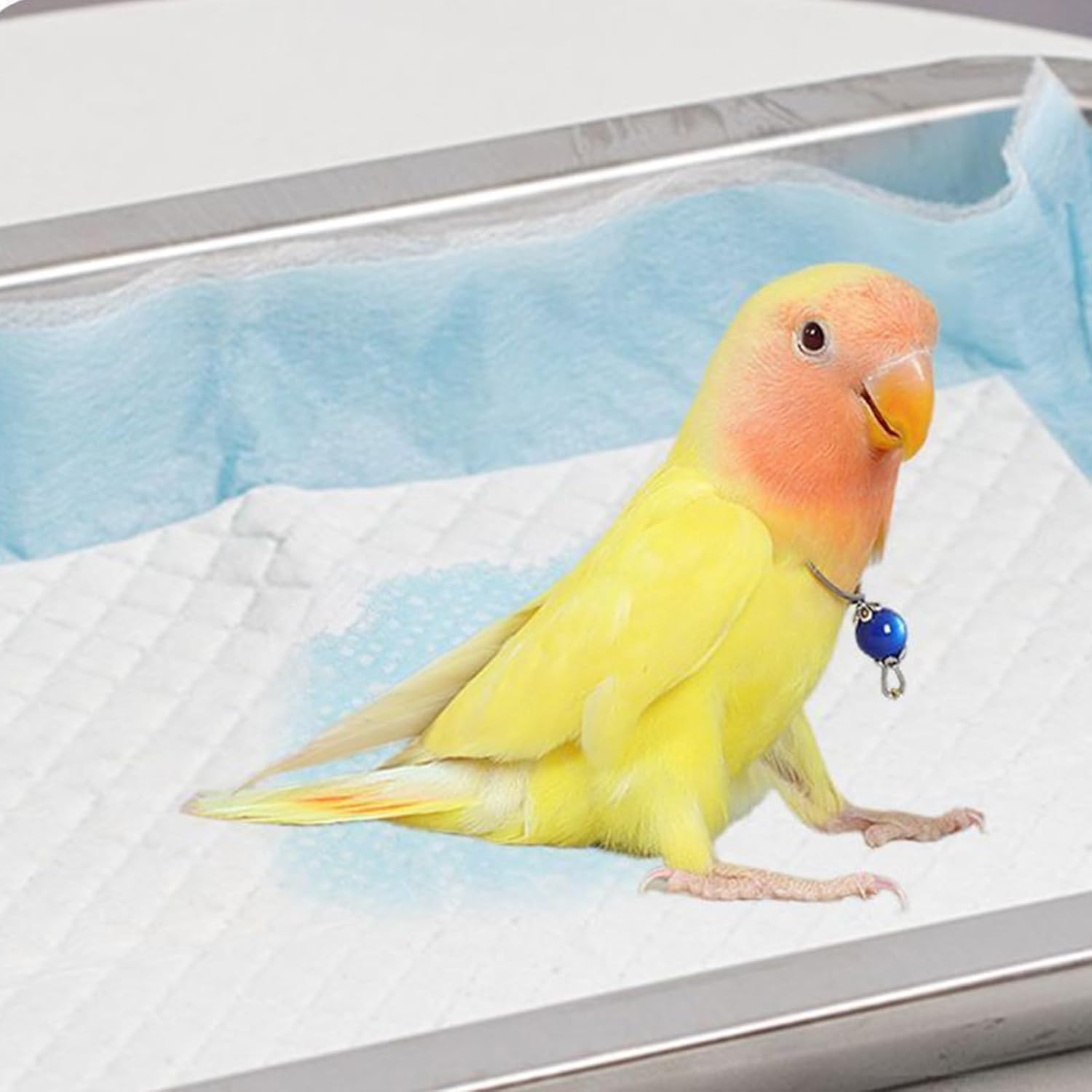 Disposable Pet Pee Pads 100 Count, Ultra Absorbent Waterproof Pet Training Pads, Leak-Proof Potty Pads for Dogs, Cats, Rabbits & Small Animals, Pet Supplies for Home, Travel & Crate Training (Medium)