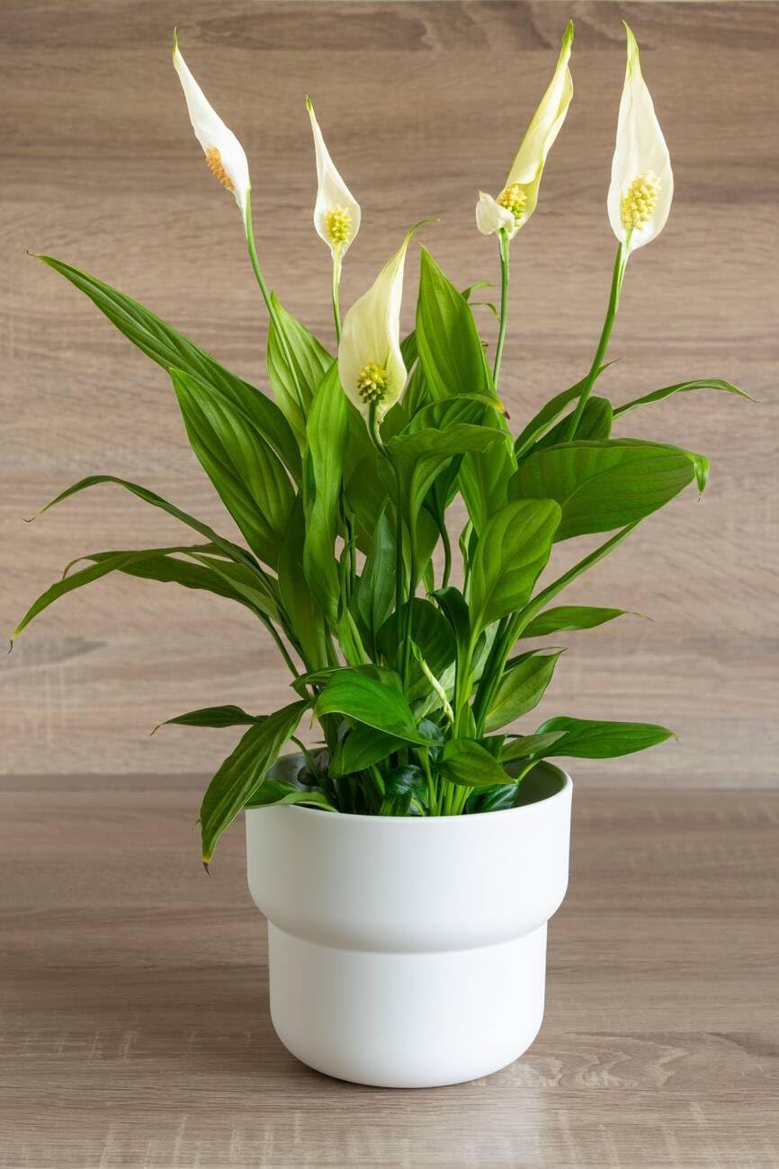 Peace Lily Spathiphyllum Indoor Plant Without Pot, Live Plants Without Flower Pots For Indoor Home Living Room Decor(Pack of 1 plant) (B0D671DSWF) Amazon Price History, Amazon Price Tracker