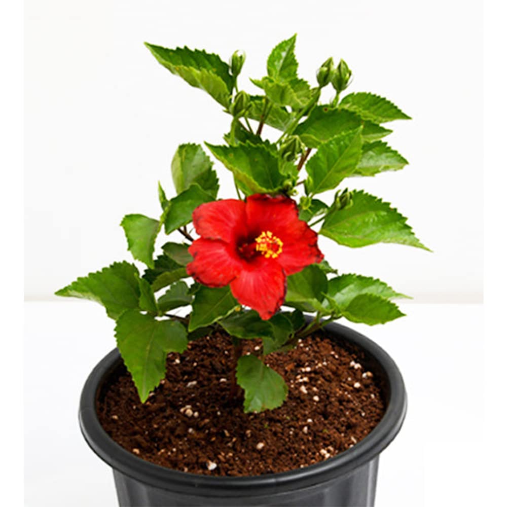 Delorea Live Red Hibiscus Plant Red Gudhal Flower Plant (B0933GRGC2) Amazon Price History, Amazon Price Tracker