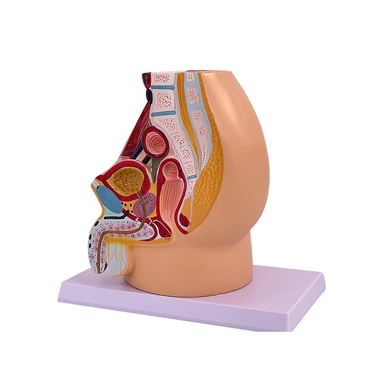 Male Pelvis Reproductive Anatomy Model,5-Parts Pelvis Model on Baseboard, Muscular,Urinary,Reproductive System,Anatomy Medical Model for Science Education