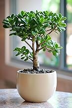 Original crasulla ovata kuberaksha vastu plant, jade plant | 25 cm high, Perfect for Indoor and Outdoor Spaces, Included Pot - pack of 1
