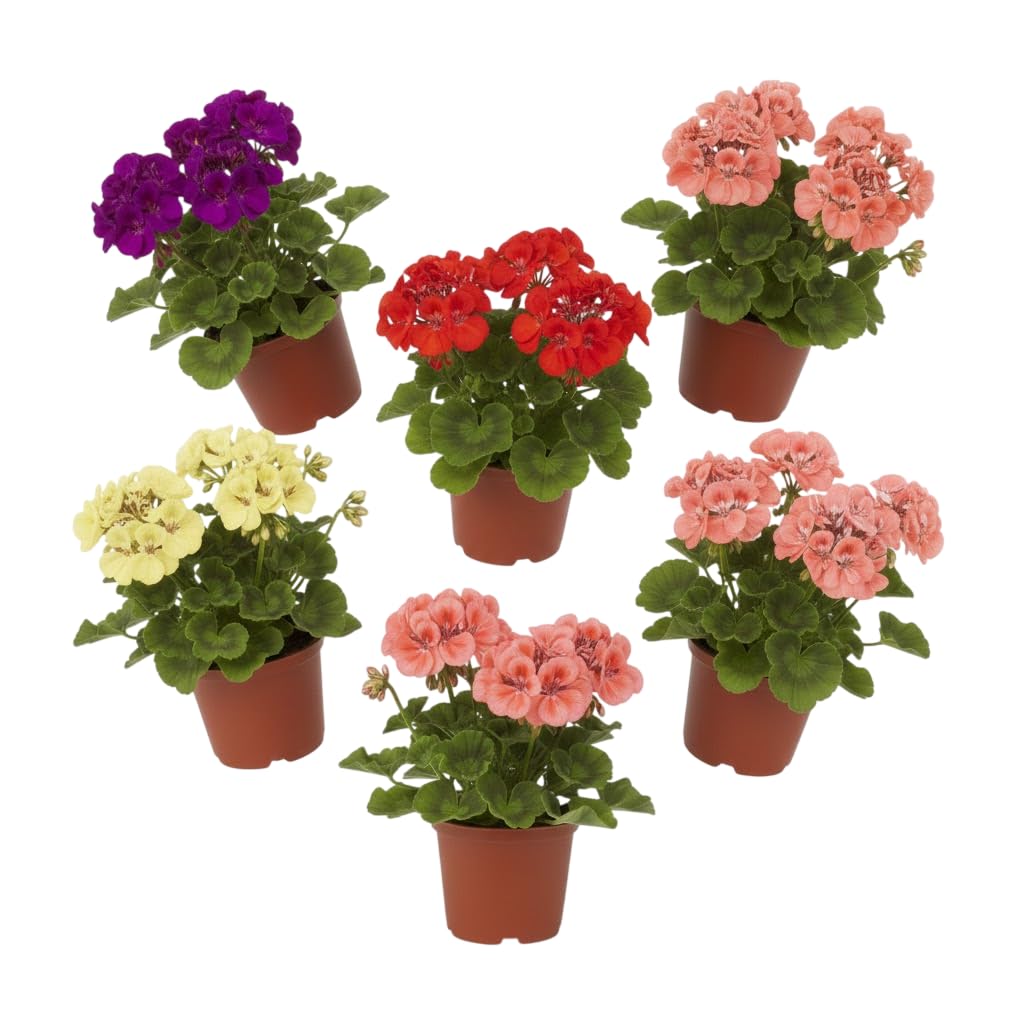 Pack Estilo Mediterráneo | Pack de 6 Geranios Naturales en Maceta DECOALIVE | Seis Plantas de Geranio Pelargonium para Interior y Exterior