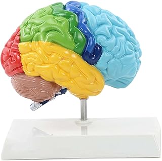 Medical Brain Model Human Body 1:1 Right Hemisphere Functional Area Anatomy Human Brain Model Medical Teaching for Understanding The Composition and Structure of The Human Brainuseful SaiFei
