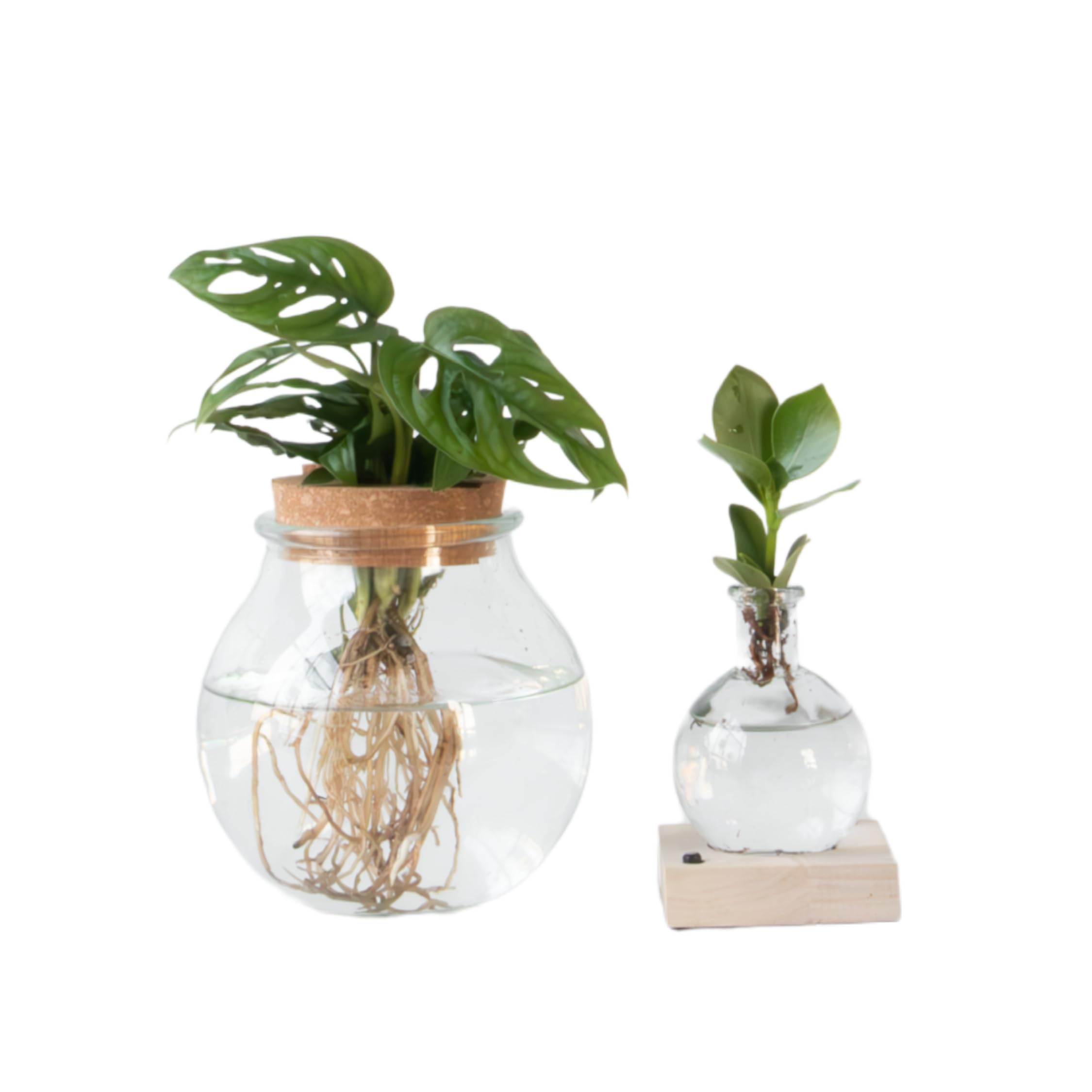 Plant in a Box - Plante cultivée dans l’eau - Mix de 2 - Clusia rosea, Monstera Adansonii - Hauteur 15-35cm - Pot 8cm et Pot 20cm - Plante en culture hydroponique - Vert