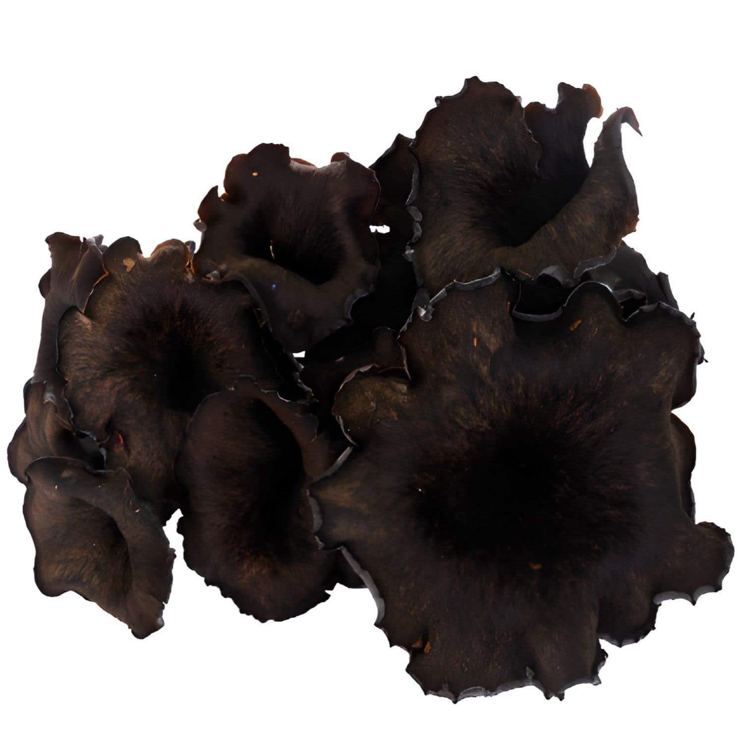 Lote de 6 trompetas – Maceta de 100 g