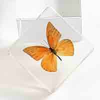 NirWa Farfalla Vera In Cornice - Decorazione Naturale Per Casa, Ufficio O Regalo - Esemplare Reale Con Cornice In Legno - Foto 9