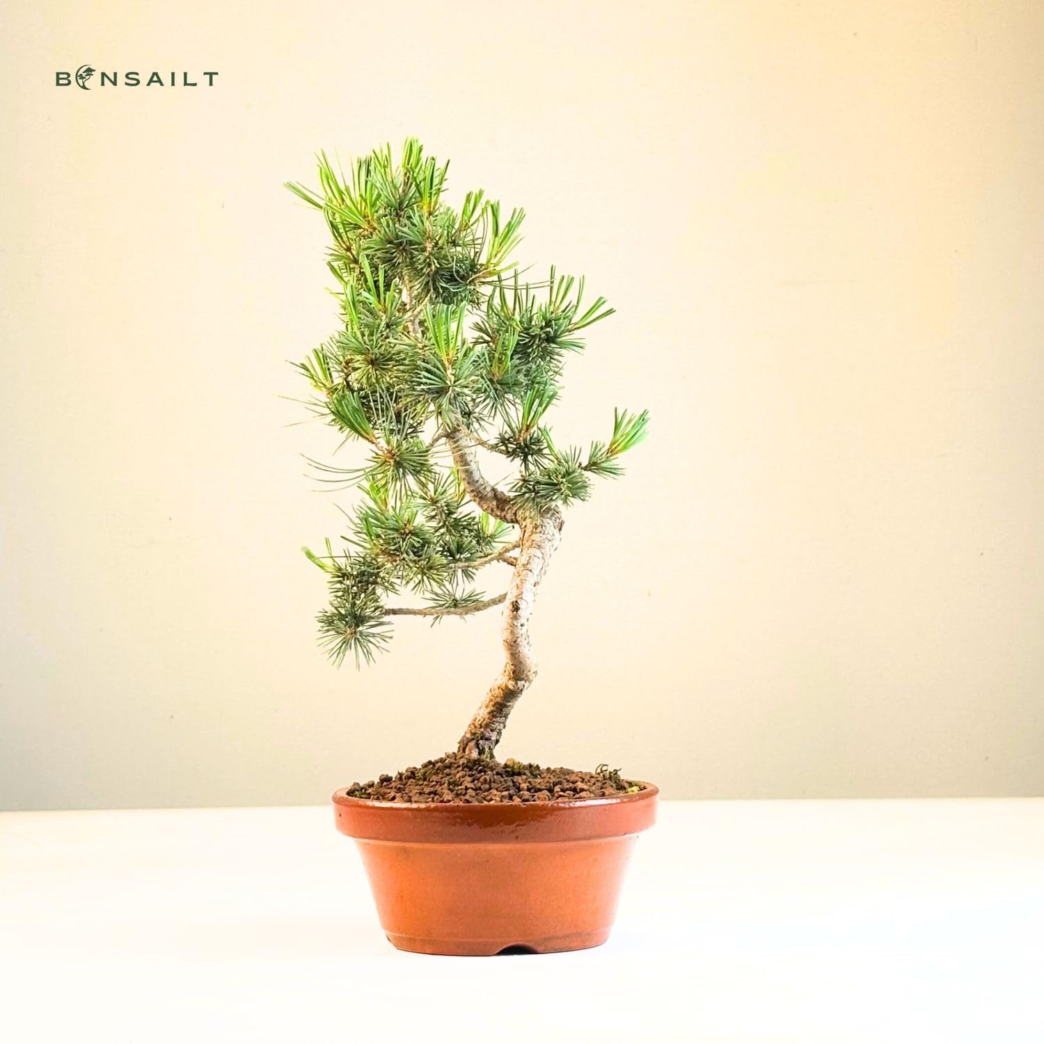 Bonsai Baum mit Keramik Blumentopf - Ligustrum, Ficus, Carmona, Podocarpus, Chinese elm - ca. 6-9 Jahre (16 cm Schale, Japan Weißer Kiefer Bonsai Pinus - ca. 9 Jahre alt, ca. 27 cm hoch)
