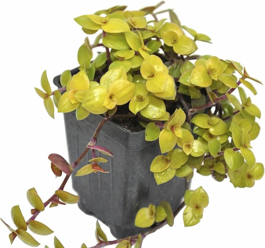 Greenursery Turtle Vine Indoor Plant For Home and Garden with Pot (Pack of 1) (Callisia repens ‘Gold’) (B0D3BBWKYN) Amazon Price History, Amazon Price Tracker