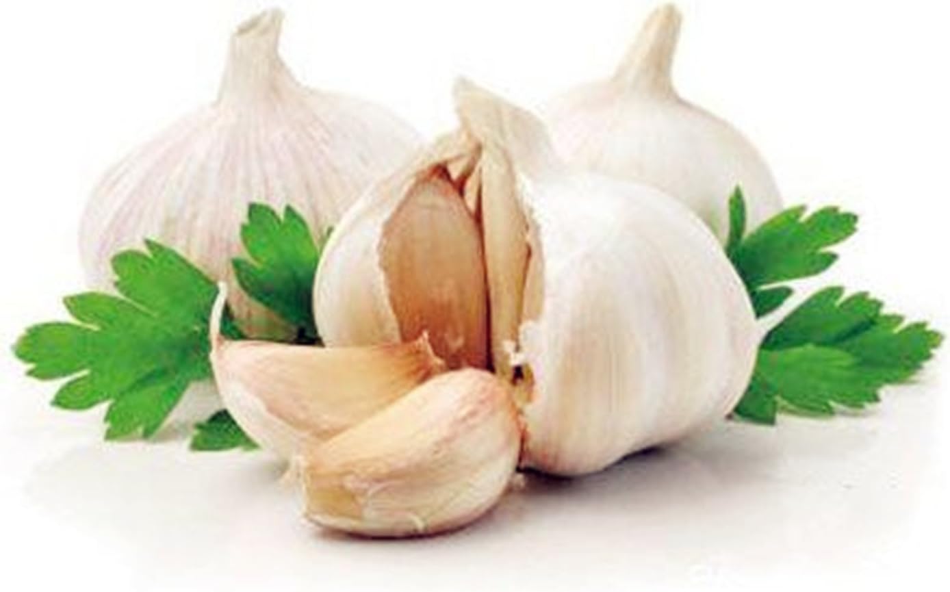 3 x Garlic Bulbs ' Solent Wight ' Allium sativum (Spring Planting) - British Seed Garlic - Plant Now - Free UK P & P (3)