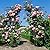 Giantex Garden Arch Trellis, Wedding Arbor for Ceremony Party, 79''W x 81''H, Metal Garden Arbor for Climbing Plants Rose, Outdoor Archway Pergola for Lawn Pathway Patio Backyard Decoration
