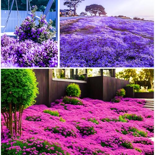 3000+ Stück Thymian, Bodendecker Winterhart Mehrjährig, Rot und Lila Kriechender Thymian