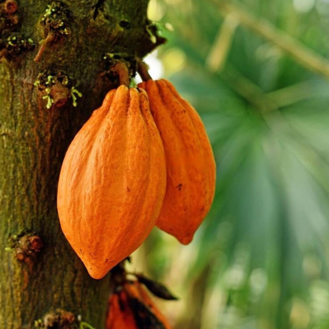 M-Tech Gardens Cocoa Chocolate Fruit Plant (Orange, Hybrid) Theobroma cacao Exotic 1 Live Seedling Fruit Plant (B0BSBZNT63) Amazon Price History, Amazon Price Tracker