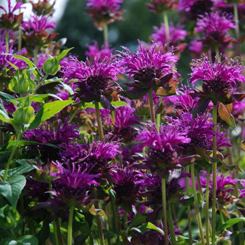 Purple Bergamot Monarda Media Meadow Wildflowers Premium Seeds for Planting Packet