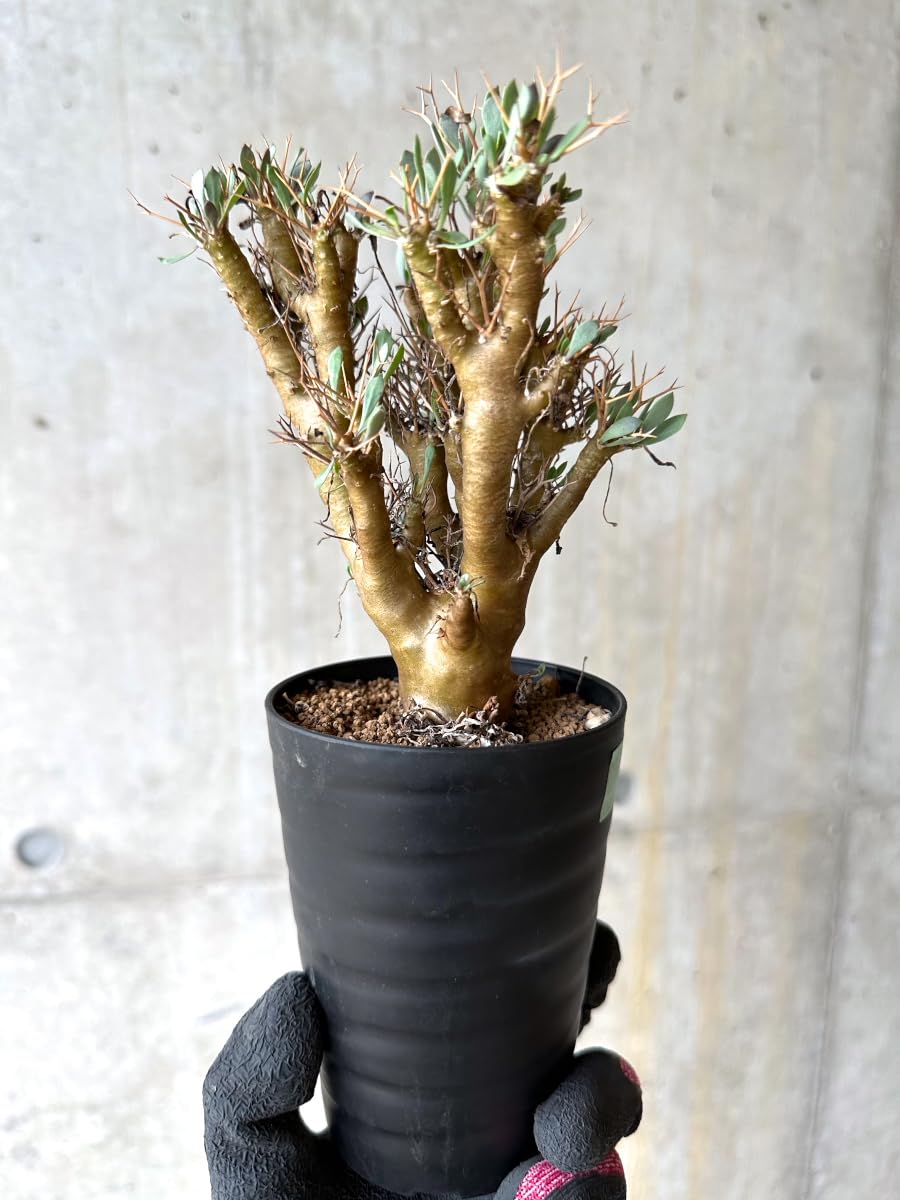 【特選株】オトンナ ユーフォルビオイデス 塊根植物 J231【自社養生株】オトンナ ユーフォルビオイデス（発根株・鉢植え