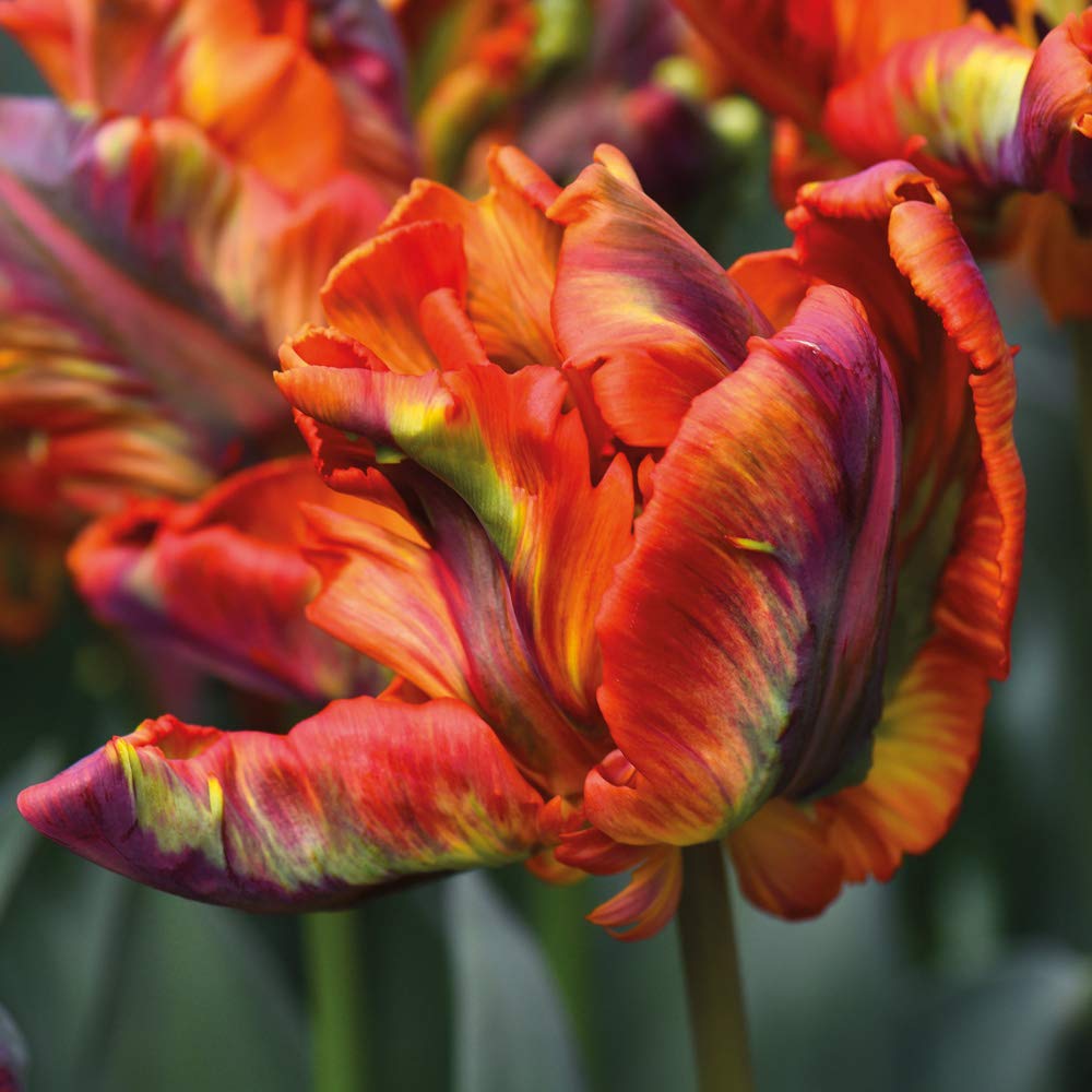 Tulip Bulbs Tulipa Rasta Parrot Hardy Exotic Looking Orange Multi-Coloured Flowers Unique Twisted Petals Perfect for Beds, Borders and Containers 5 x Tulip Bulbs by Thompson and Morgan