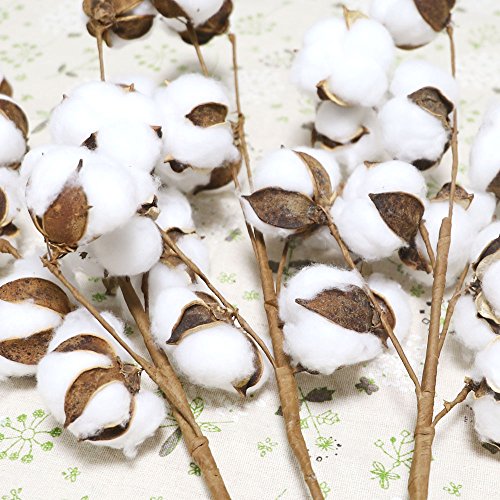 Coceca Cotton Stems - 3 Pack 10 Balls Per Stem - 23 Inch Farmhouse Display Filler-Foral Decoration - Thumbnail 6