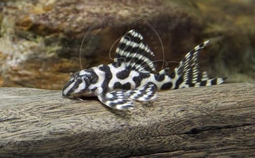 Swimming Creatures L333 King Tiger Pleco Fish 1-1.5
