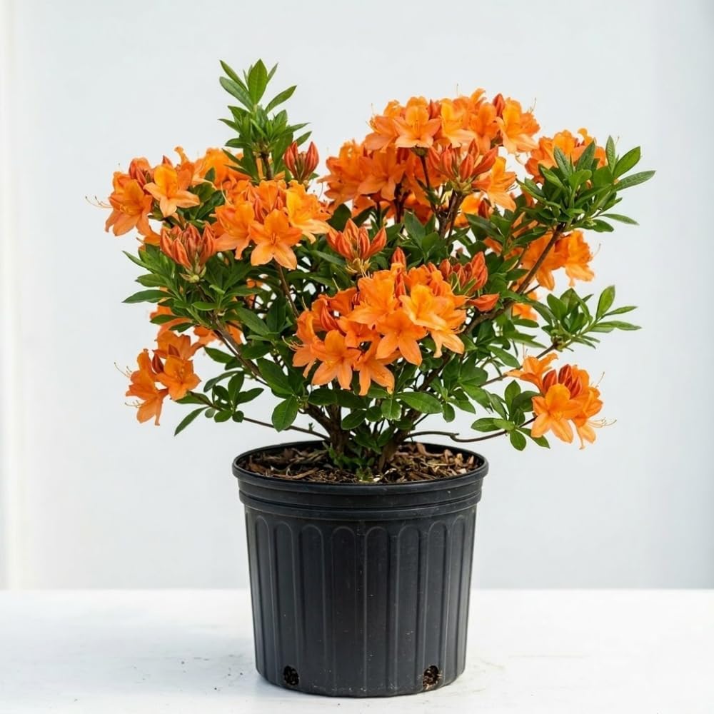 Orange Azalea Live Plant, Live Azalea Plants, Flowering Shrub with Vibrant Red Blooms, 4-7 Inches Tall in 4 Inch Pot