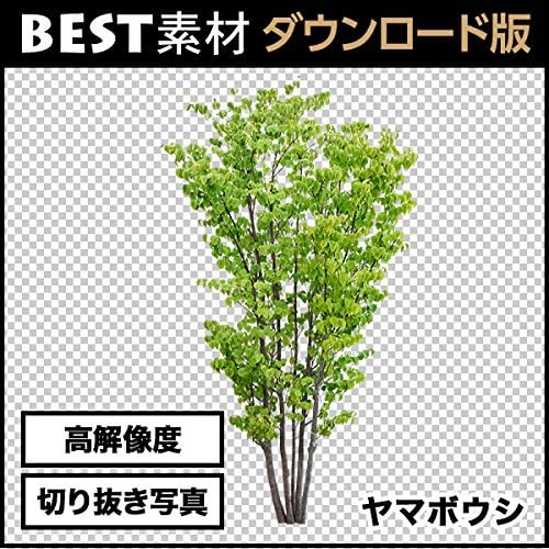 Amazon Co Jp Best素材 高解像度の切り抜き写真 ヤマボウシ01 ダウンロード版 Pcソフト