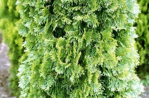 Amazon エメラルドグリーン80cm コニファー グリーン系コニファーの定番 クリスマスツリーにも 植木 Amazon エメラルドグリーン80cm コニファー グリーン系コニファーの定番 クリスマスツリーにも 植木