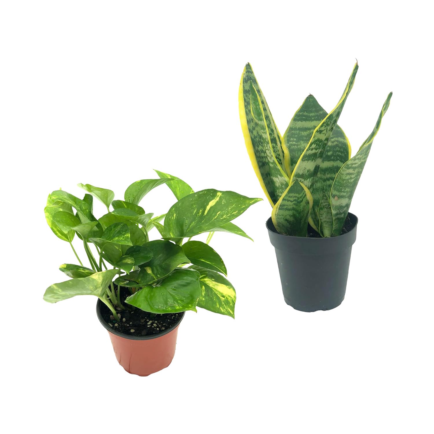 Live Snake Plant & Pothos Plant Bundle - Golden Pothos and Snake Plant