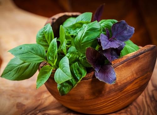 Miniatura 2 de Mezcla de semillas de albahaca interior - Hierbas tradicionales - Sin OMG