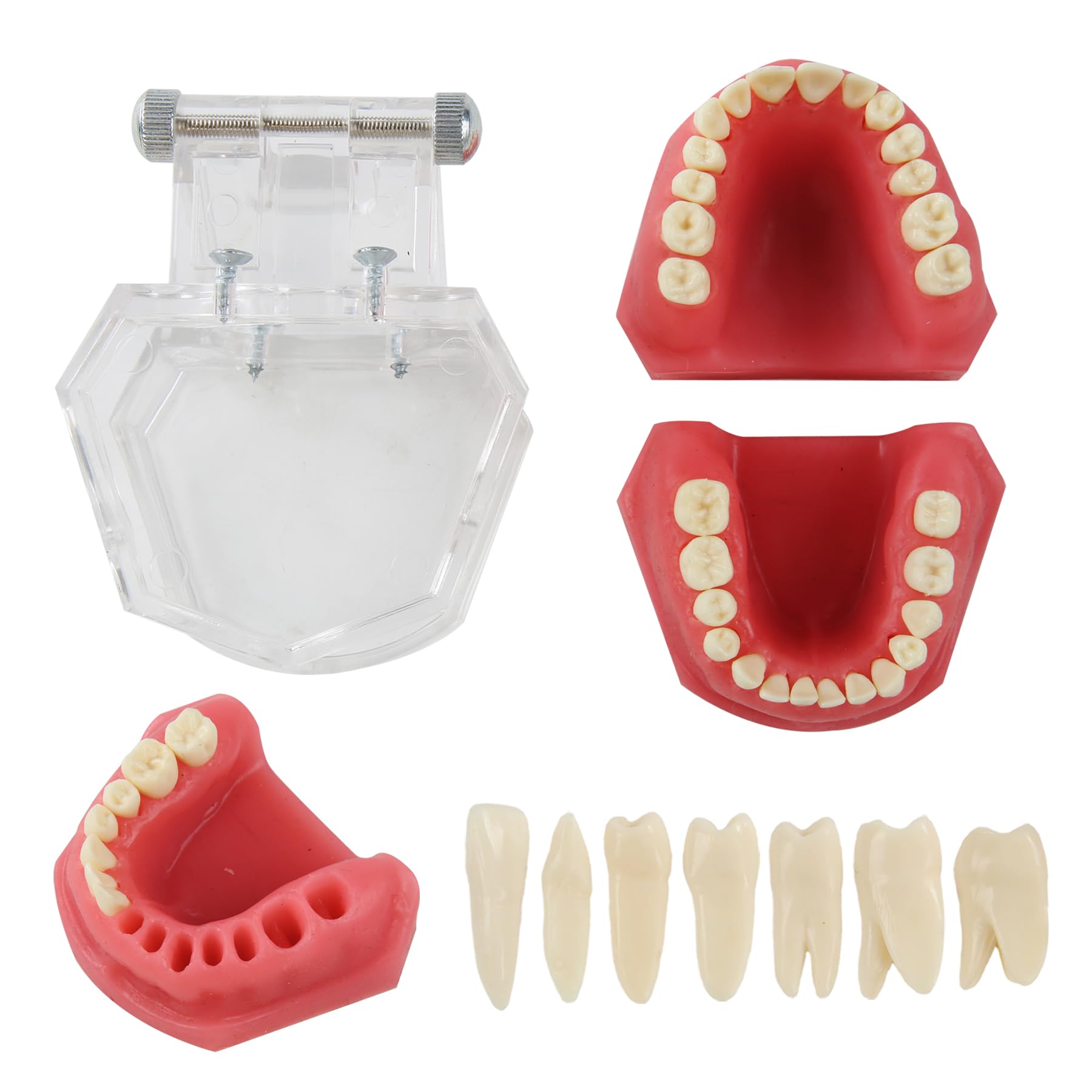 Zahnmodell Realistisch - 28 Zähne Herausnehmbar Dentalmodell mit durchsichtiger Acryl-Abdeckung und weichem Gummigumm Ideal für Zahnmedizinstudenten und Ärzte