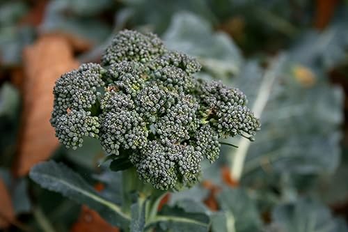 Miniatura 2 de Gaea's Blessing Semillas de brócoli - Waltham 29 - Sin OMG con instrucciones fáciles de seguir (idioma español no garantizado), polinizado abierto,