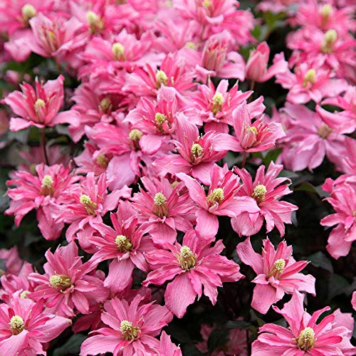 Clematis Montana Broughton Star X 3 Large Plug Plants for Potting on by Growtanical
