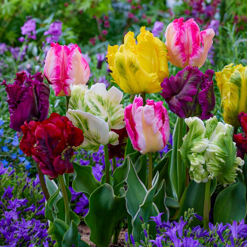 Dutch Bulbs 25x Papagei Tulpenzwiebeln Mix, Winterhart und Mehrjährig, Mischung aus 5 Sorten, Tulpen 25 Stück fur Garten, Töpfe, Balkon, Winterharte Frühblüher aus Holland (Kein Samen)