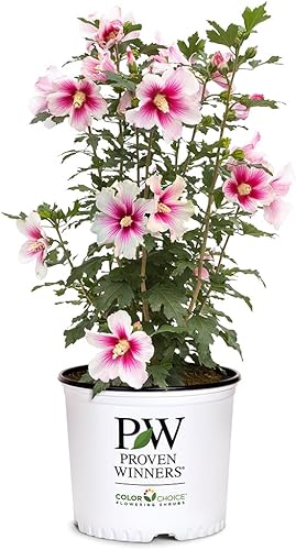 Arbusto de tinta rosa Hibiscus Paraplu de 2 galones